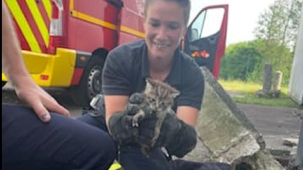 Illustration : "Un chaton tombé dans une bouche d’égout a été sauvé par les pompiers de Seine-Maritime"