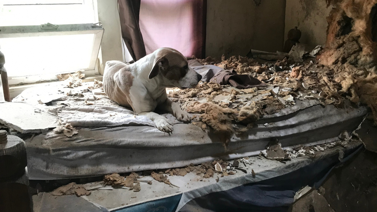 Illustration : "Une chienne vivant au dernier étage d'une maison en ruine reçoit une visite qui changera sa vie pour toujours"