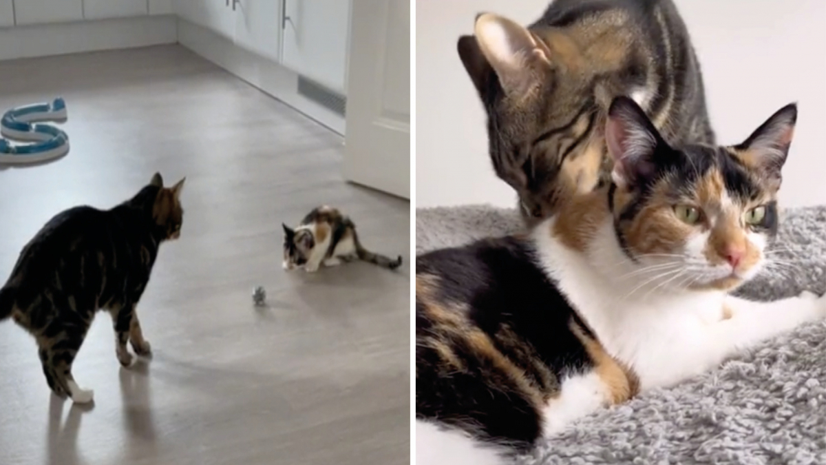 Illustration : "2 chats partis du mauvais pied nous offrent une belle leçon d'amitié ! (Vidéo)"