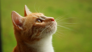 Illustration : 8 symptômes qui peuvent indiquer que votre chat vit ses derniers instants