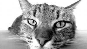 Illustration : 15 chats devenus stars d'un jour sur TikTok grâce à leurs pitreries