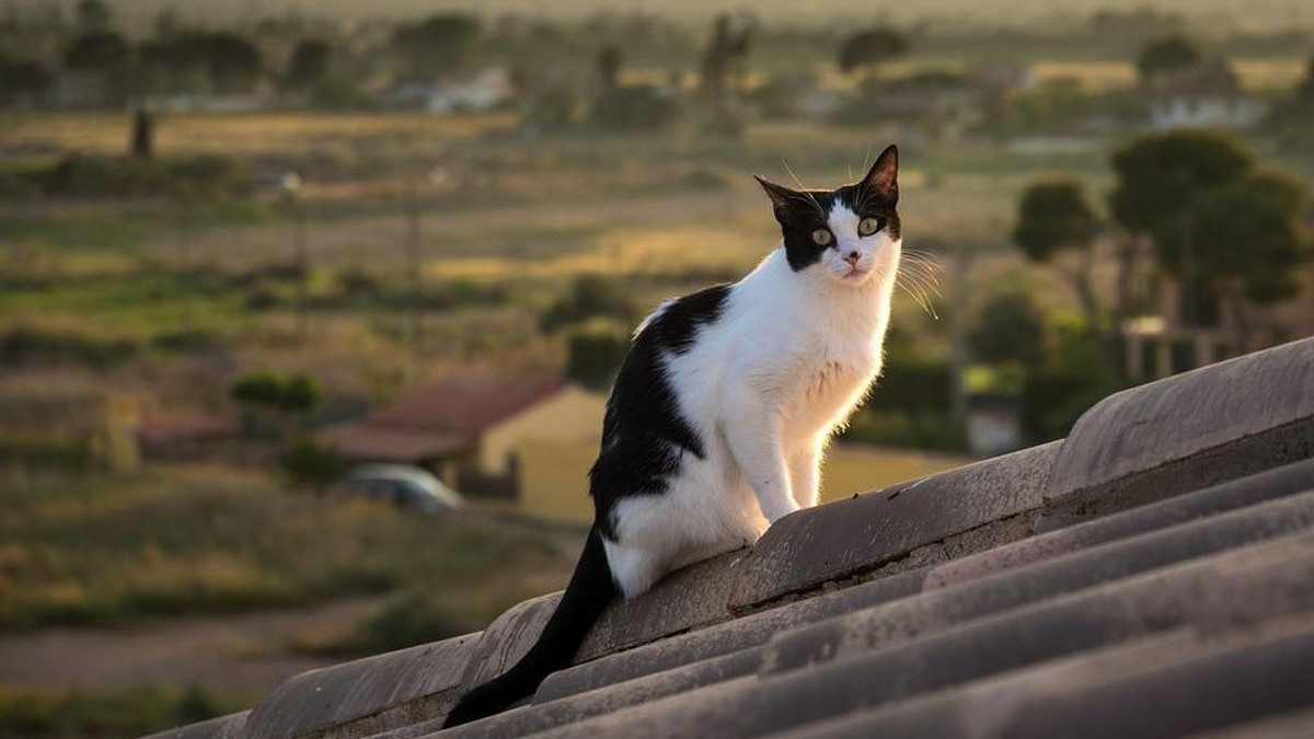 Illustration : "Enchaînant les mésaventures, ce chat se met à nouveau en mauvaise posture en se faufilant dans une cheminée. Les pompiers interviennent"