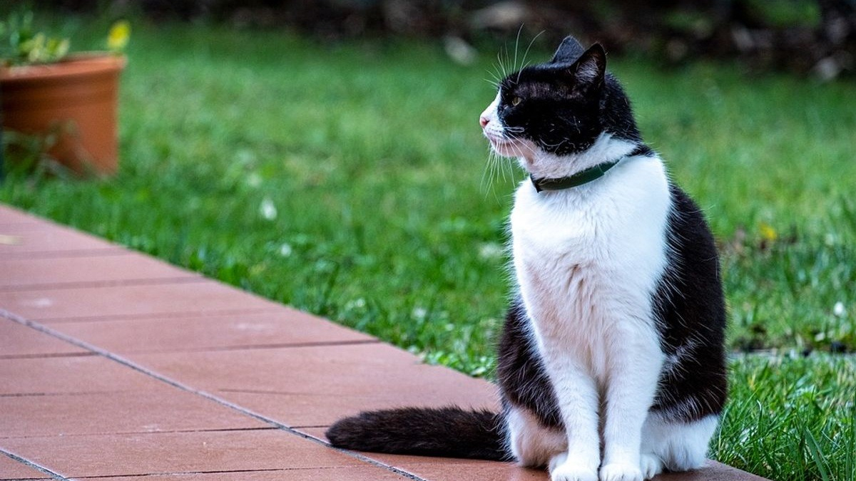 Illustration : "Un cambrioleur démasqué par le collier du chat de ses victimes"