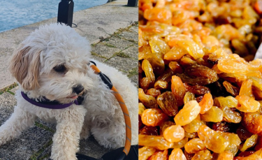Picture : "The dog ate traditional anniversary raisin sandwiches and ended up in an urgent veterinary clinic"