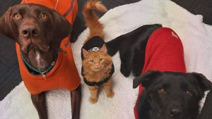 Illustration : Un chaton recueilli par un refuge devient le testeur officiel du tempérament des chiens arrivants
