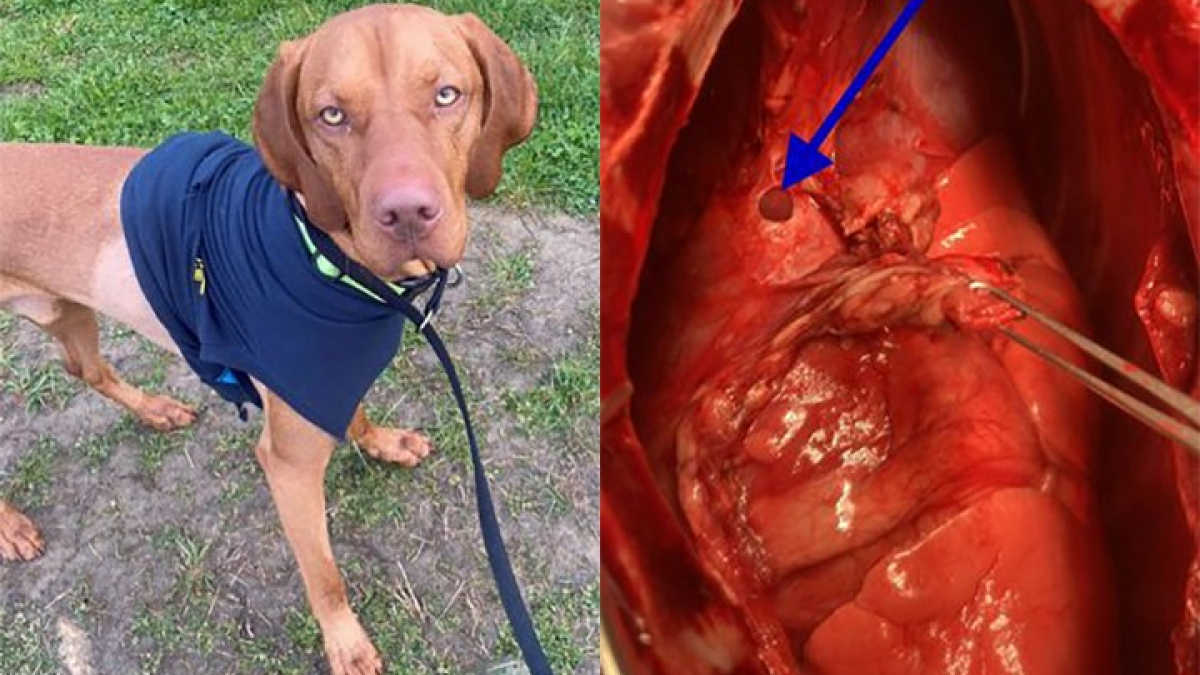 Illustration : "Un jeune chien s‘empale sur un bâton en promenade et finit en urgence chez le vétérinaire"