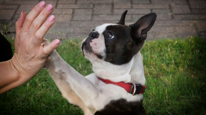 Illustration : Emprunte Mon Toutou : un service au poil pour garder ou faire garder un chien