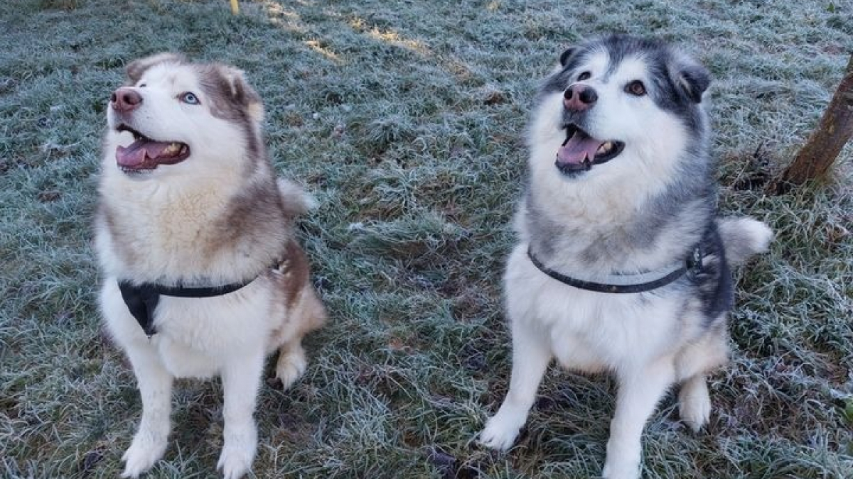 Illustration : "2 Malamutes d’Alaska qui vivaient en totale autonomie dans un champ apprennent à être des chiens de famille avant d’être adopté"