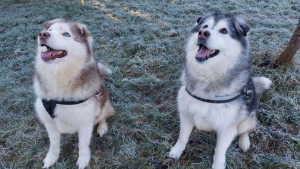Illustration : 2 Malamutes d’Alaska qui vivaient en totale autonomie dans un champ apprennent à être des chiens de famille avant d’être adopté
