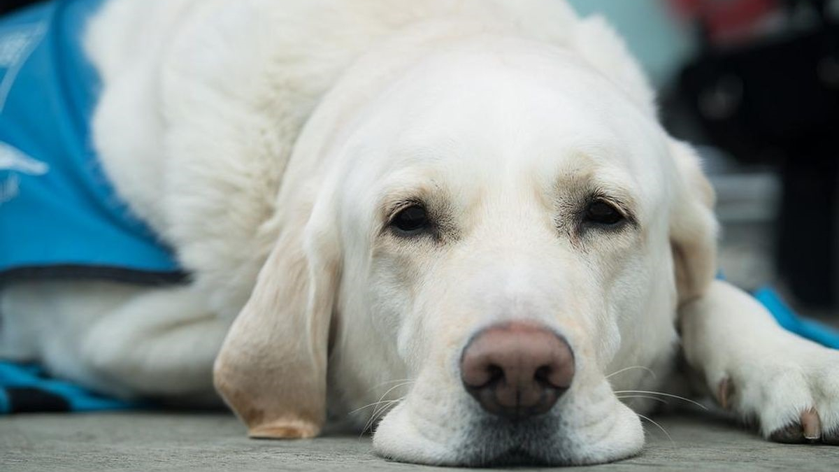 Illustration : "Une sexagénaire aveugle ne peut pas avoir de chien guide à cause de l'état du trottoir devant chez elle"