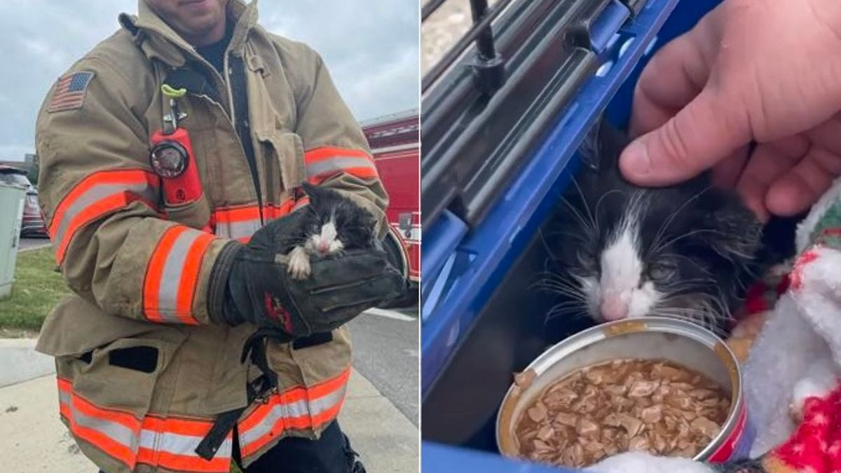 Illustration : "Les pompiers tentent de sauver un chaton piégé dans un conduit en utilisant une caméra radiocommandée"