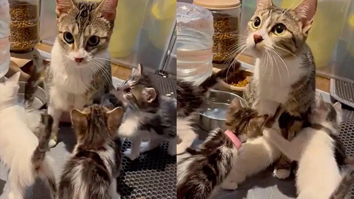 Illustration : "Une maman chat et ses 7 chatons se retrouvent au refuge dans un élan de joie après 3 jours de séparation (vidéo)"