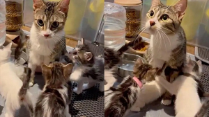 Illustration : Une maman chat et ses 7 chatons se retrouvent au refuge dans un élan de joie après 3 jours de séparation (vidéo)