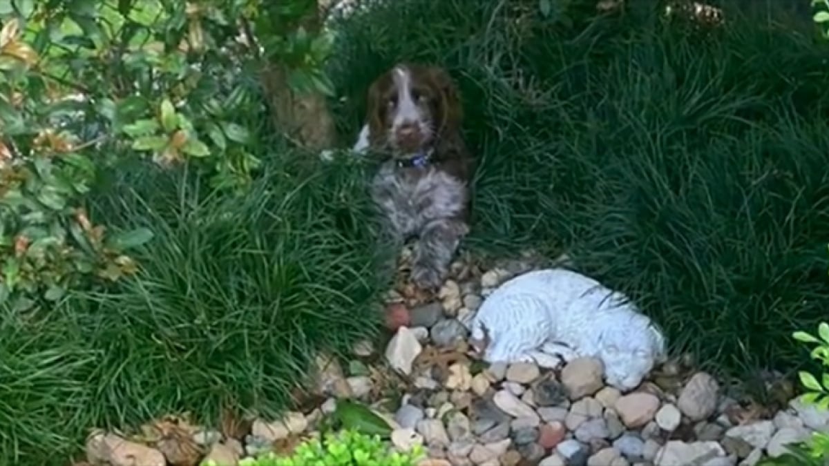 Illustration : "Ce chien fidèle s’allonge chaque matin sur la tombe de son défunt compagnon (vidéo)"