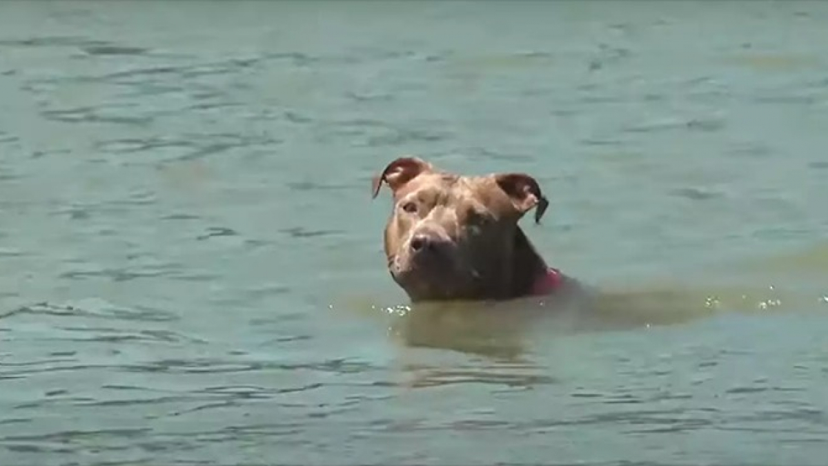Illustration : "Cette chienne rejoint la rive en nageant plusieurs kilomètres après être tombée du bateau de son maître"