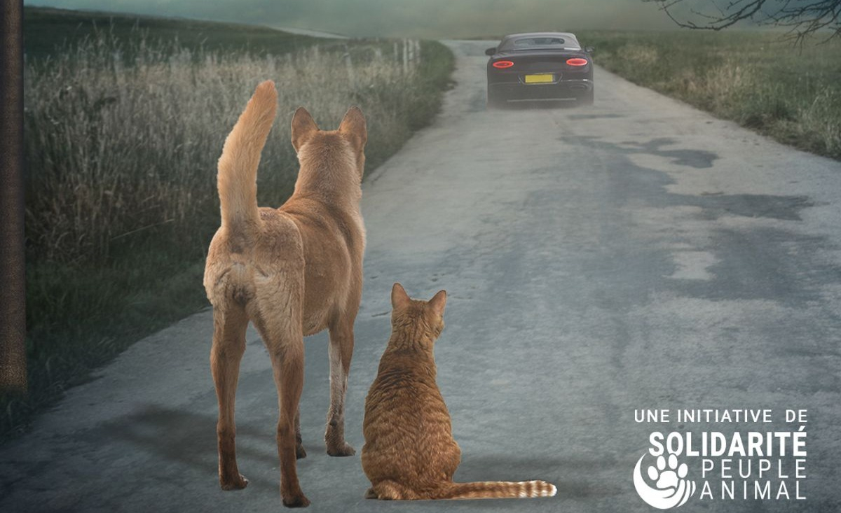 Illustration : "Le 25 juin prochain, Solidarité Peuple Animal se mobilise pour lutter contre l'abandon des animaux de compagnie"
