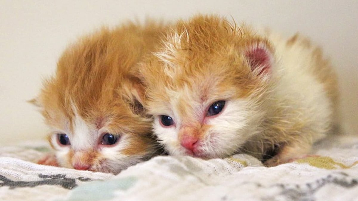 Illustration : "2 chatons orphelins nés de la même maman à quelques jours d’intervalle se retrouvent au refuge et ne se quittent plus"