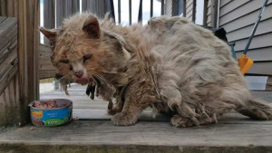 Illustration : Un chat errant à la fourrure emmêlée et aux multiples problèmes de santé change totalement d’apparence après son sauvetage