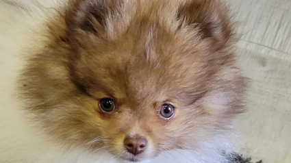 Illustration : Volé dans un camping car, un chiot de 3 mois refait surface plus de 1300 kilomètres plus loin