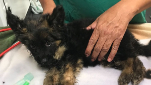 Illustration : Un chiot abandonné avec son frère décédé dans la banlieue de Londres le week-end du jubilé de la Reine Elizabeth II se bat pour la vie