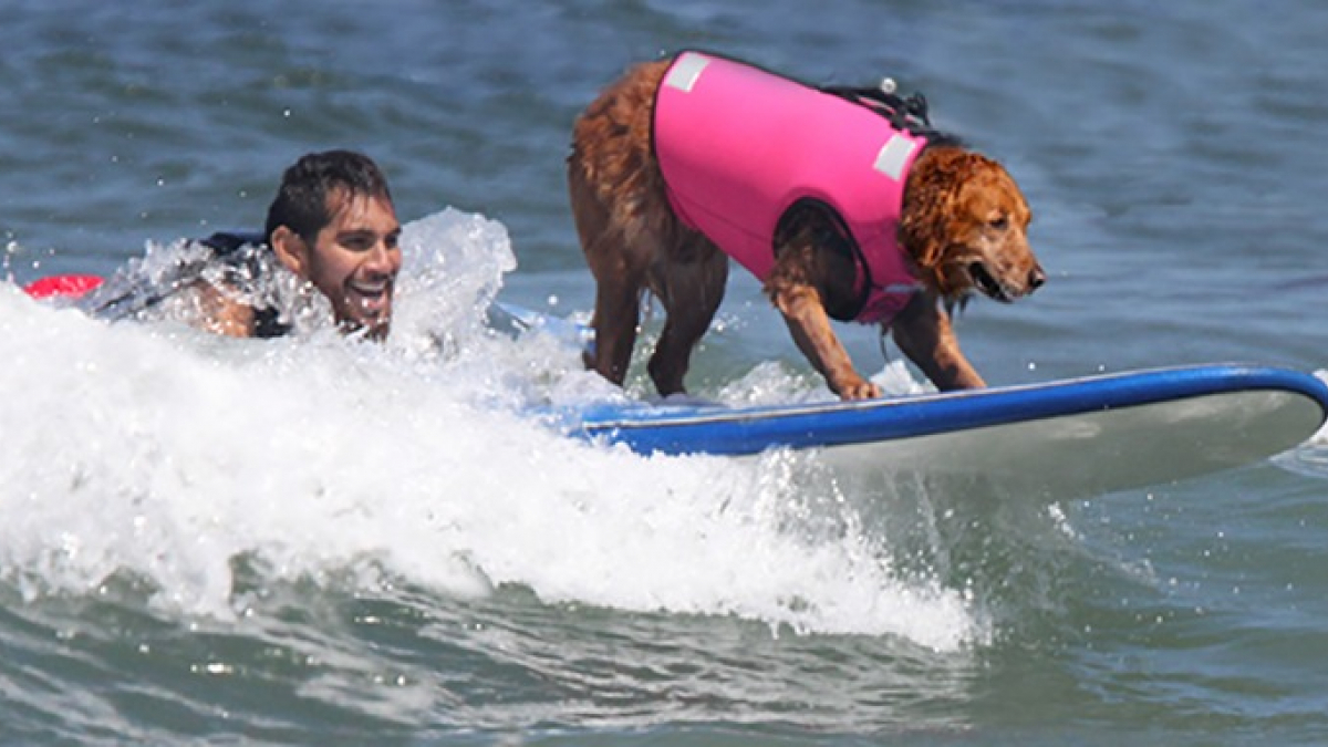 Illustration : "Cette chienne d’assistance a récolté près d’un million d’euros pour une association caritative grâce à sa pratique du surf"