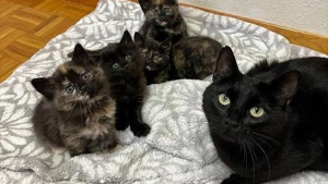 Illustration : Une chatte recueillie dans un refuge avec ses 4 petits reprend goût à la vie