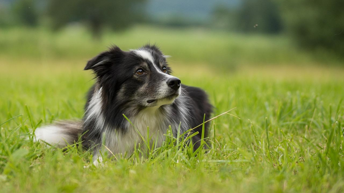 Illustration : "5 conseils pour protéger efficacement votre chien des piqûres de moustiques"