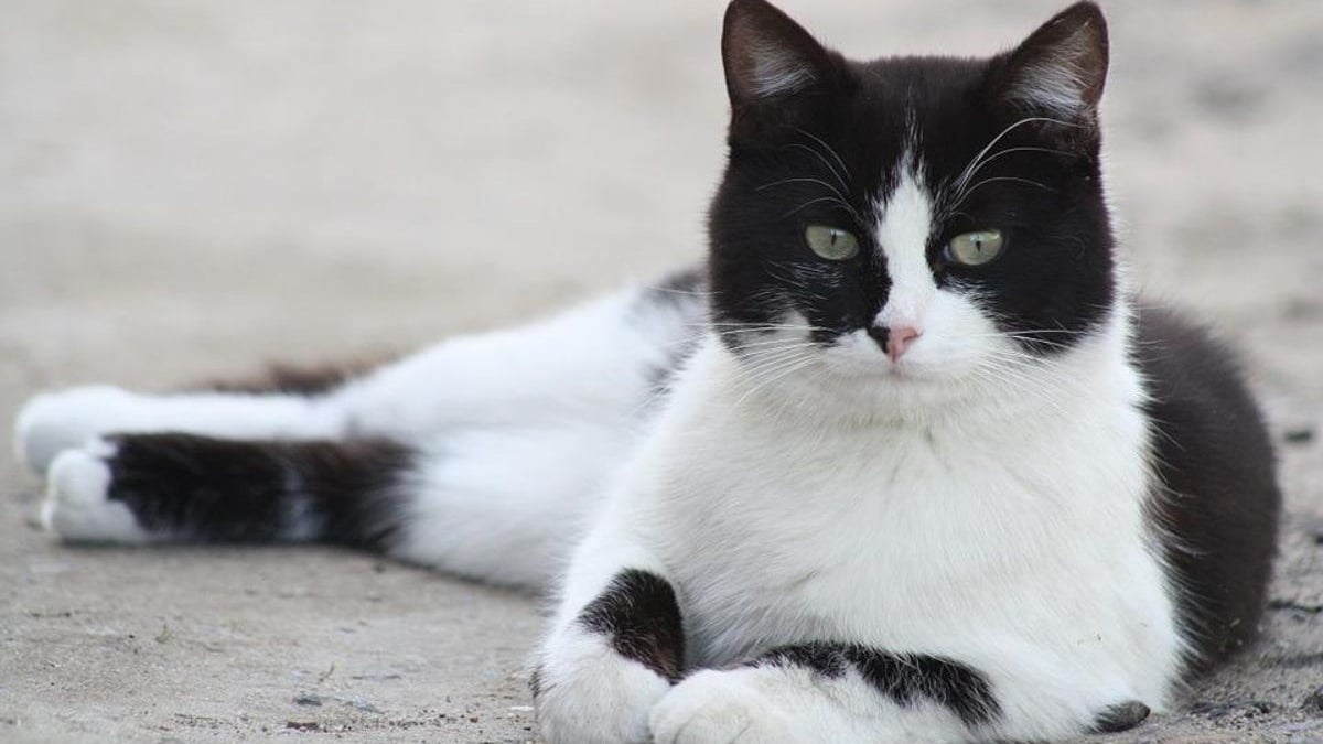 Illustration : "Introuvable pendant 2 ans, une chatte est recueillie par une entreprise à plus de 50 km de chez elle avant qu’une visite vétérinaire ne révèle son passé"