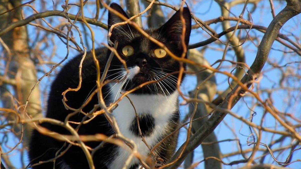 Illustration : "Un chat bloqué dans un arbre pendant 4 jours et à 15 mètres de haut, les habitants se mobilisent pour le sauver"