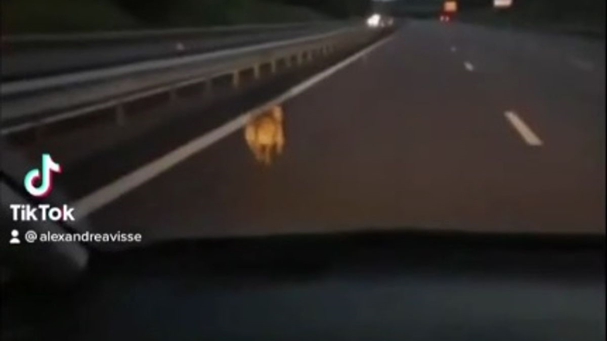 Illustration : "Il voit un chien terrifié et désorienté courant au milieu de l'autoroute, et décidé d'intervenir"