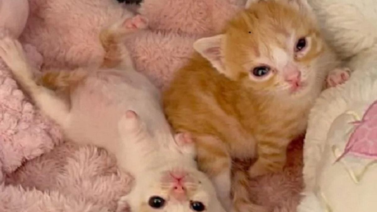 Illustration : "2 chatons nés avec une malformation qui les prive de pattes avant font preuve d’une joie de vivre hors pair"