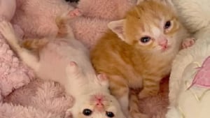 Illustration : 2 chatons nés avec une malformation qui les prive de pattes avant font preuve d’une joie de vivre hors pair