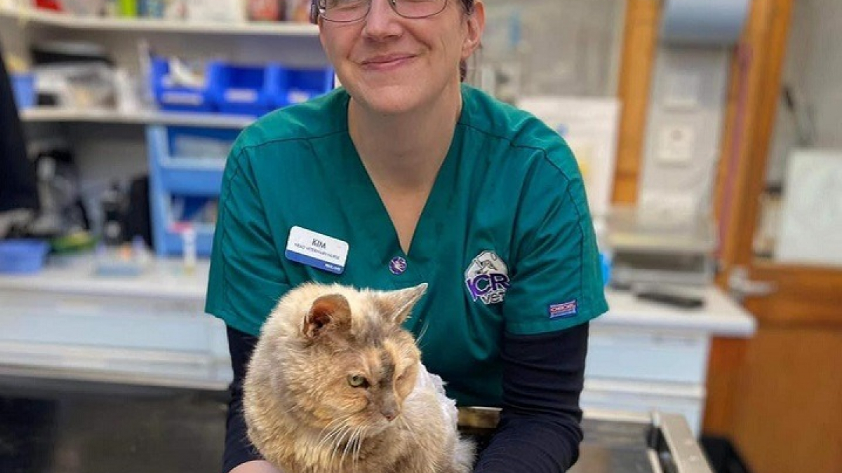 Illustration : "Une assistante vétérinaire retrouve son chat 17 ans après l’avoir perdu"