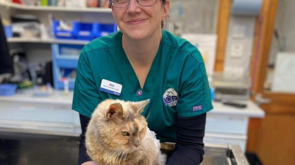 Illustration : Une assistante vétérinaire retrouve son chat 17 ans après l’avoir perdu
