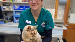 Illustration : Une assistante vétérinaire retrouve son chat 17 ans après l’avoir perdu