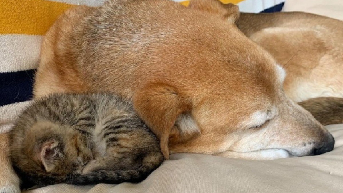 Illustration : "4 chatons orphelins trouvent un papa de substitution auprès du chien de leur famille d’accueil (vidéo)"