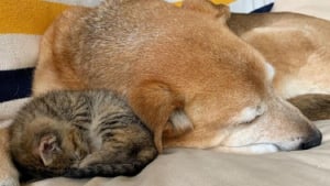 Illustration : 4 chatons orphelins trouvent un papa de substitution auprès du chien de leur famille d’accueil (vidéo)