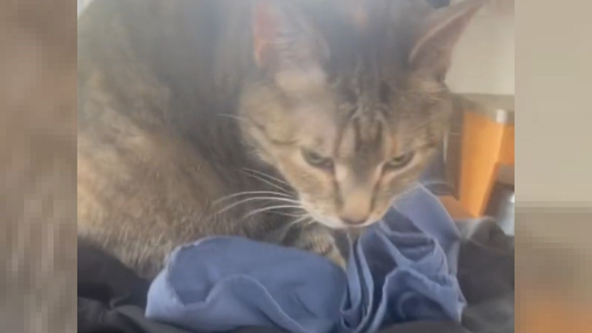 Illustration : "L'émouvante réaction d'un chat reniflant les vêtements de son défunt maître (vidéo)"