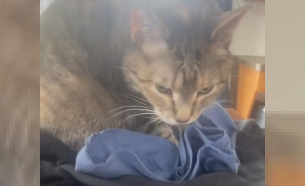 Illustration : "L'émouvante réaction d'un chat reniflant les vêtements de son défunt maître (vidéo)"