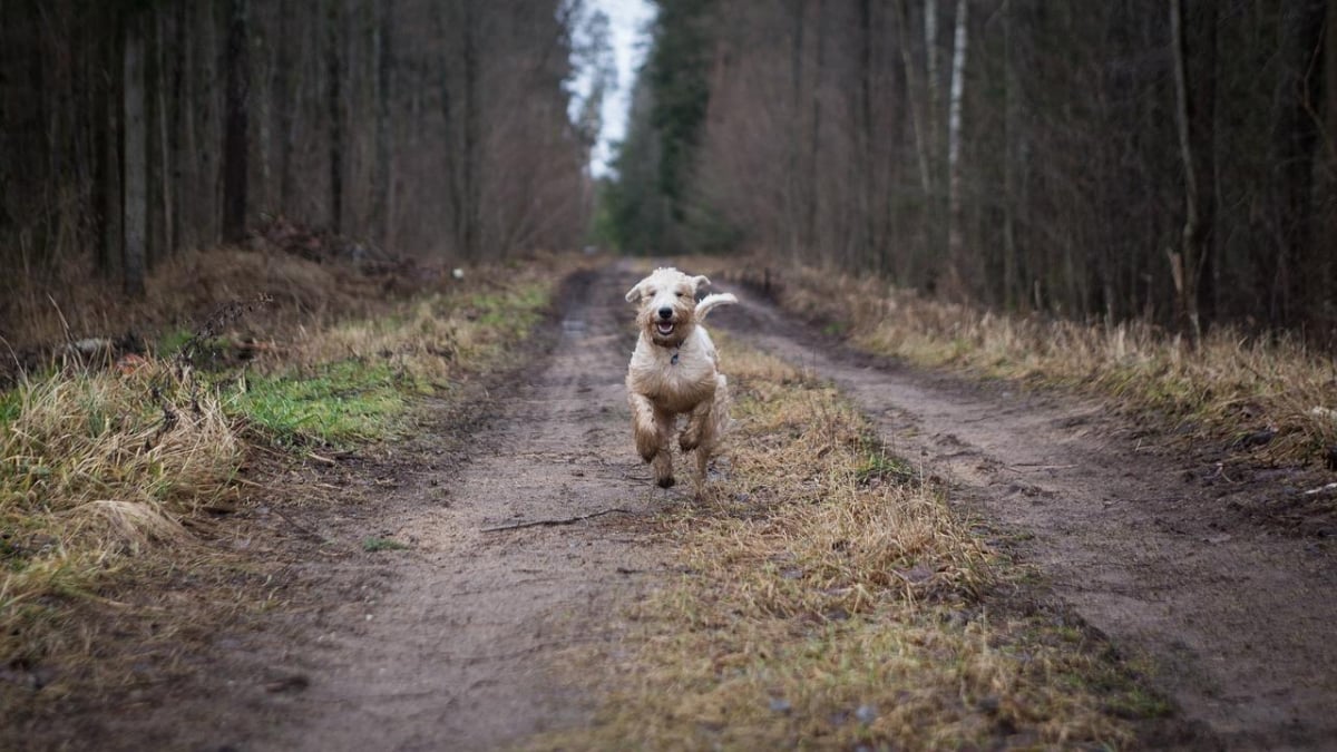 Illustration : "5 moyens de protéger votre chien contre les vols"