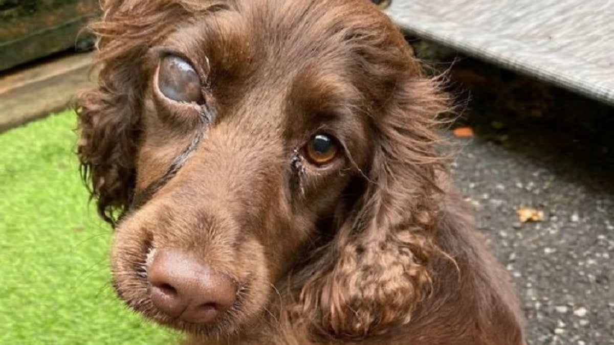 Illustration : "Une jeune chienne maltraitée recueillie avec de multiples problèmes de santé se bat pour la vie"