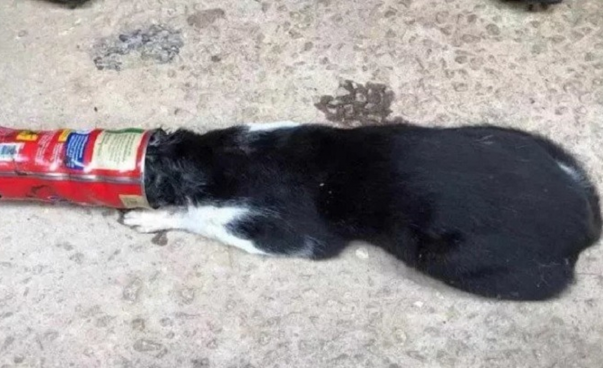 Illustration : "Un chat se coince la tête dans une boîte de lait au chocolat durant plusieurs heures avant que les pompiers interviennent (vidéo)"