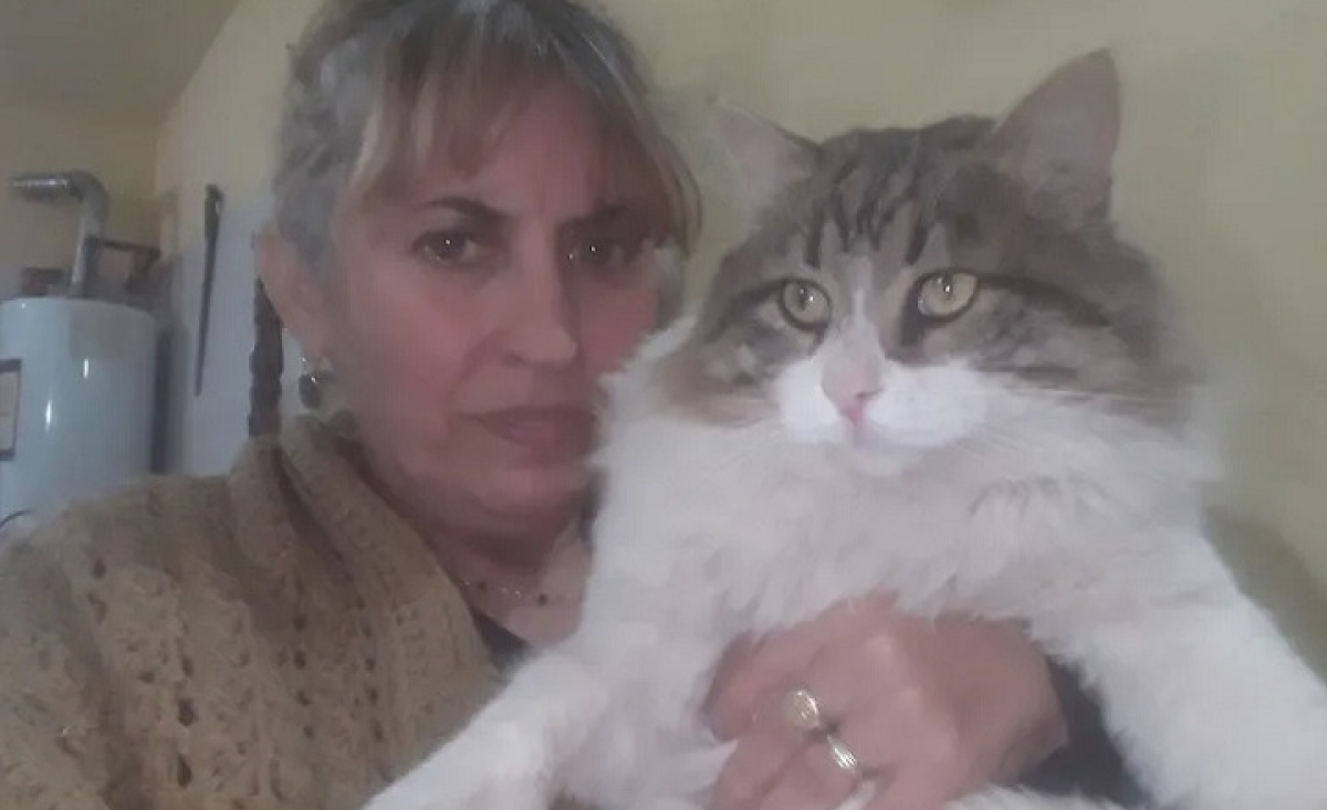 Illustration : "Chiquito, le chat de gouttière géant qui n’arrête pas de grandir"