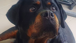 Illustration : « Je paierais cher pour qu'elle soit toujours là » : le cri du cœur d'une femme pour la chienne qui a changé sa vie