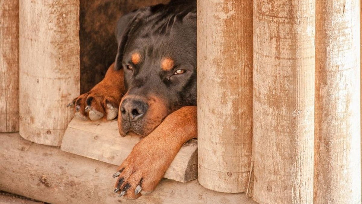 Illustration : "9 façons de garder la niche de votre chien au frais pendant les fortes chaleurs"