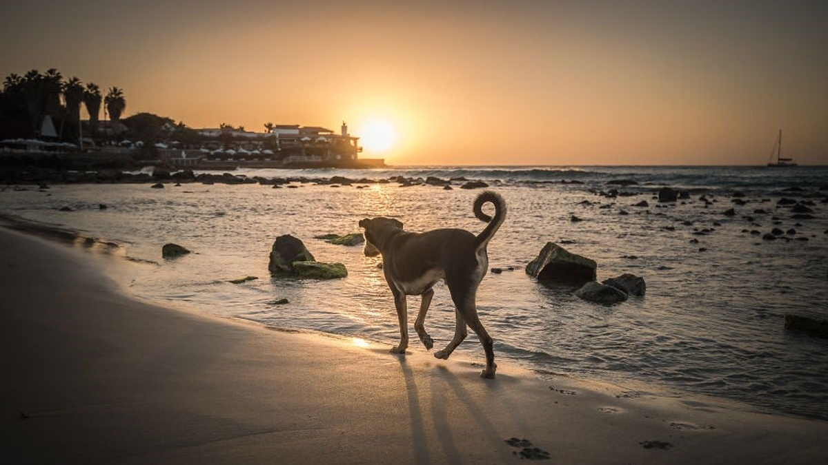 Illustration : "18 photos de chiens errants prises par un photographe globe trotter amoureux des canidés"