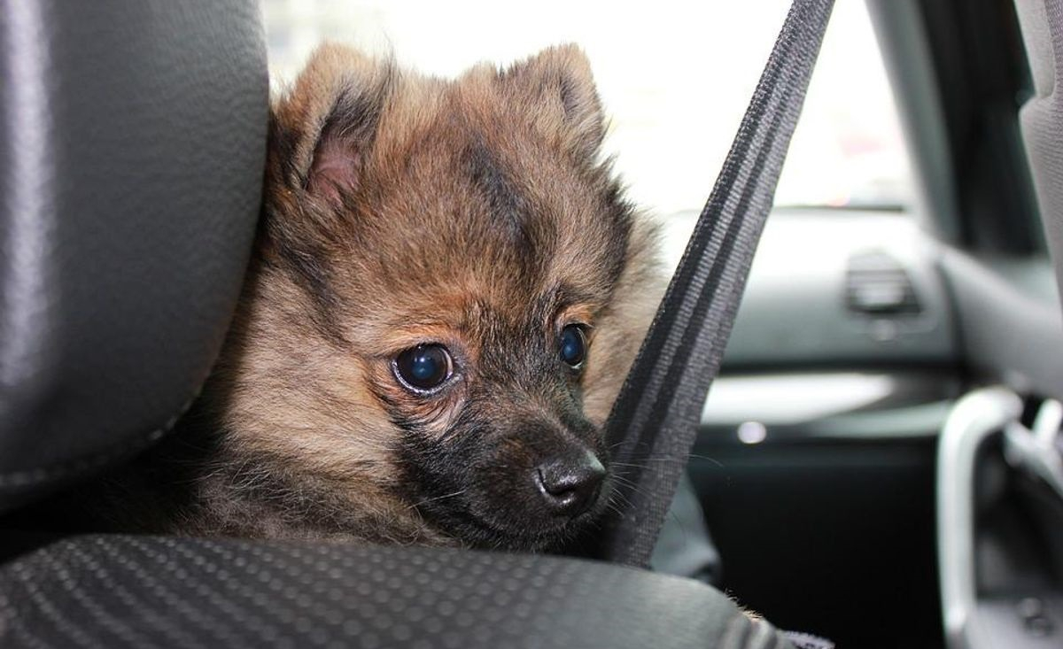 Illustration : "Après le sauvetage in extremis d'un chien laissé dans une voiture en plein soleil, 30 Millions d'Amis tire la sonnette d'alarme "