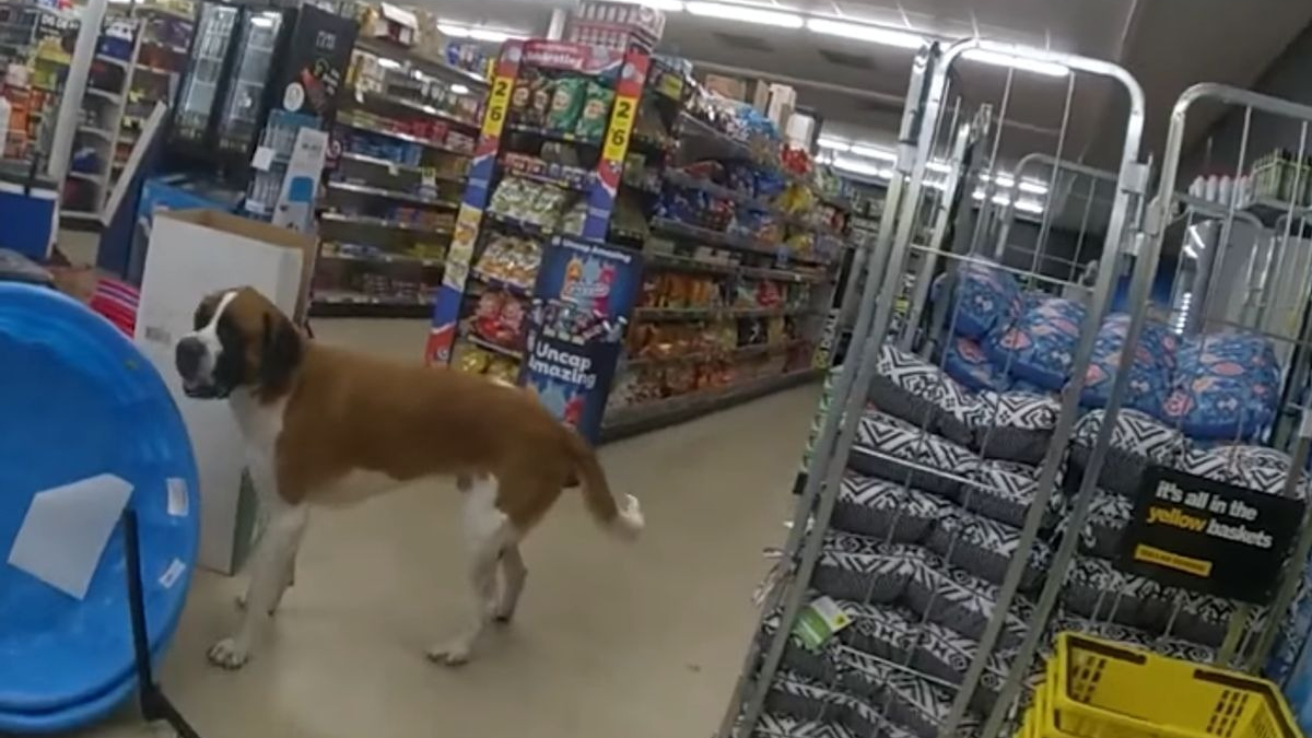 Illustration : "Un chien d'une soixantaine de kilos s'invite dans un supermarché en pleine nuit, la police intervient (vidéo)"