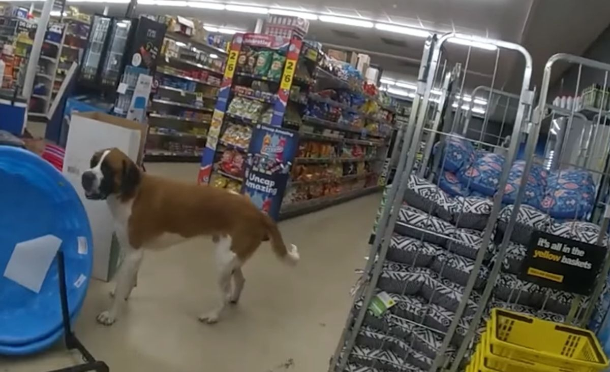 Illustration : "Un chien d'une soixantaine de kilos s'invite dans un supermarché en pleine nuit, la police intervient (vidéo)"