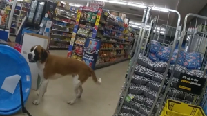 Illustration : Un chien d'une soixantaine de kilos s'invite dans un supermarché en pleine nuit, la police intervient (vidéo)